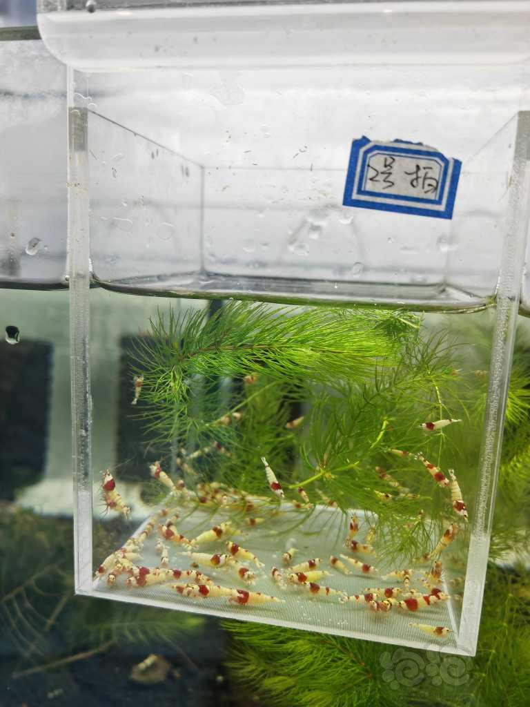 【虾】2023-03-29#RMB拍卖红白幼虾一组100只-图1