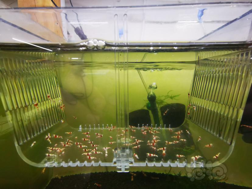 【虾】2023-03-26#RMB拍卖红白幼虾一组100只-图2