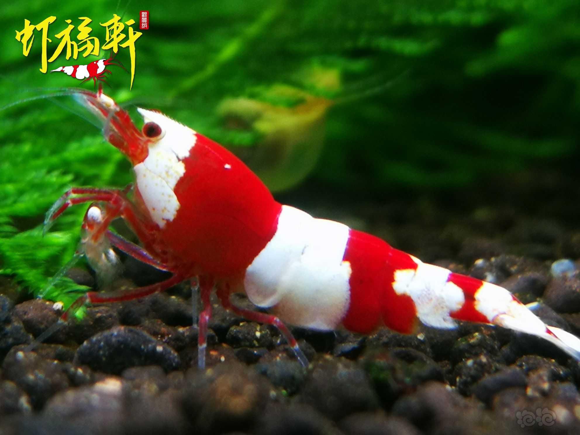 【虾】2023-03月27#RMB拍卖#红白虎牙V型-图3