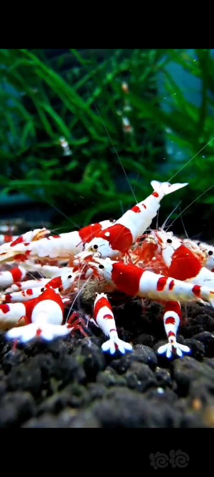 【水晶虾】纯血红白水晶虾-图2