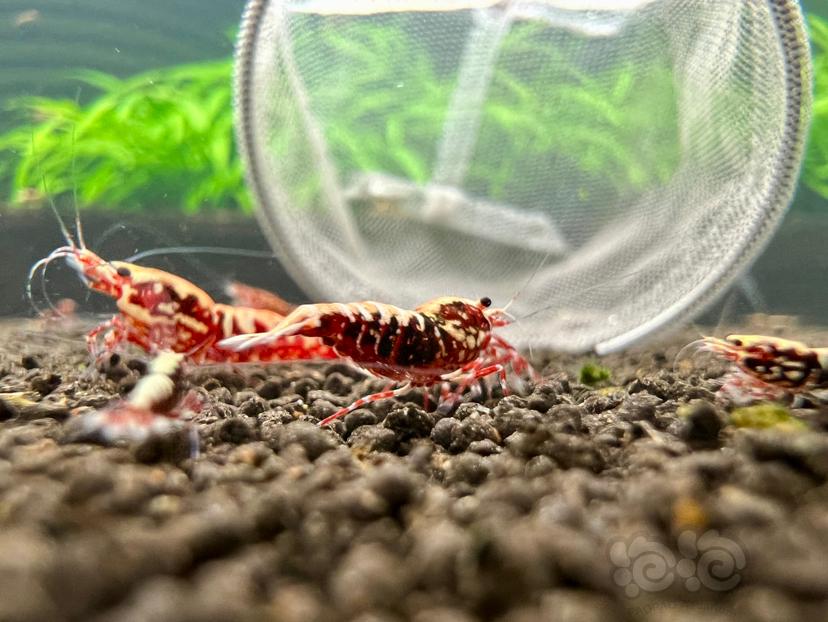 【虾】2023-03-08#RMB拍卖红银河母虾一份9只-图8