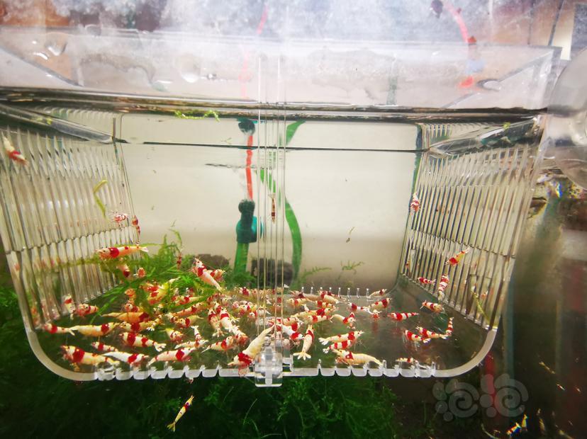 【虾】2023-03-09#RMB拍卖红白亚成虾一组100只-图2