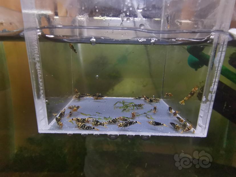 【虾】2023-03-02#RMB拍卖黑花虎幼虾一组40只-图4
