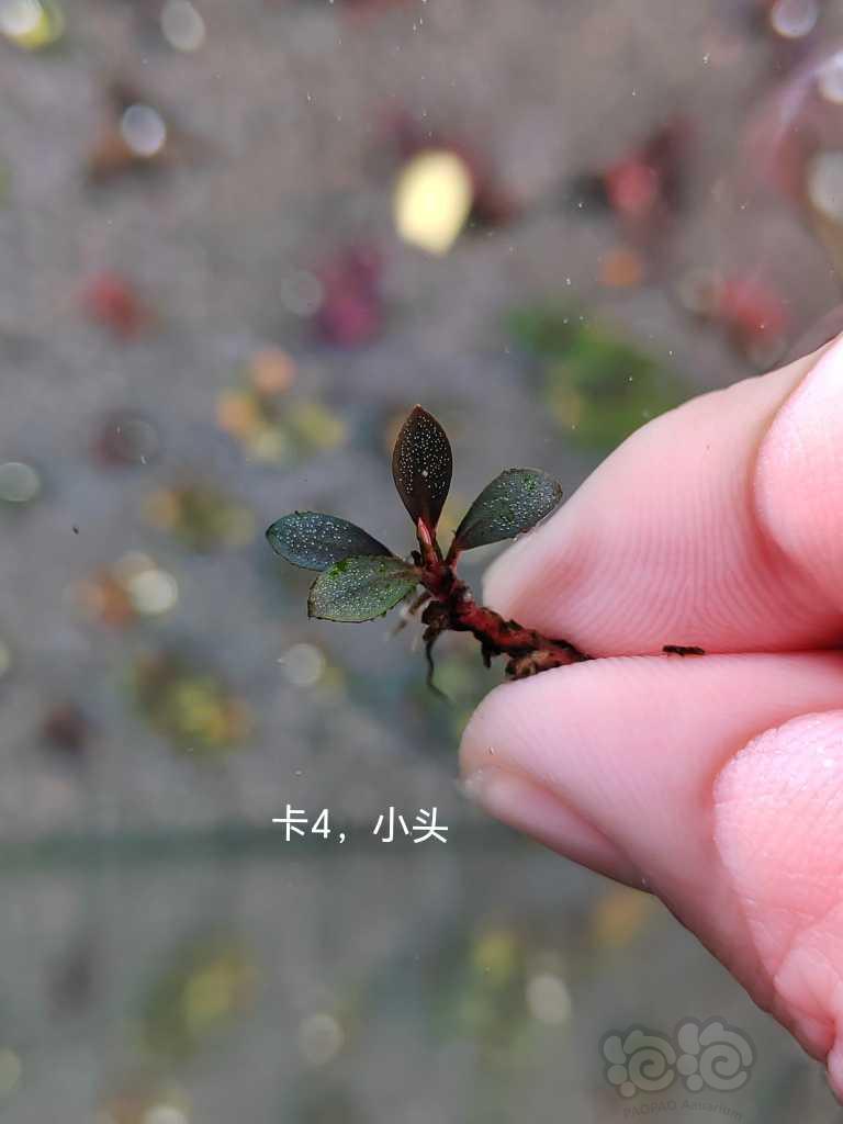 【水草】2023-03-18#RMB拍卖# 卡佩特小头，绿圆，数码玉-图4