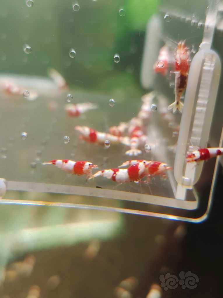【水晶虾】【出售】纯血红白繁殖组15母5公
【份数】一份20只-图1