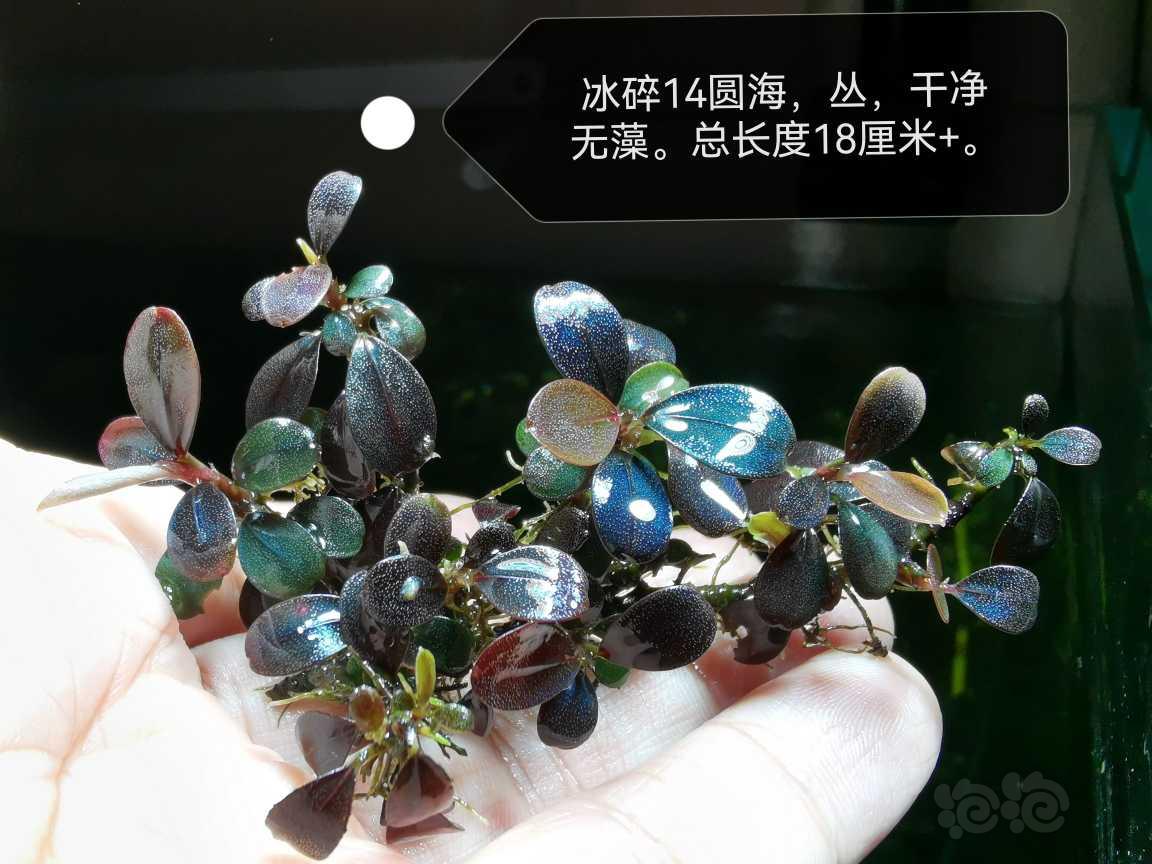 【水草】2023-03-18#RMB拍卖#冰碎14圆海，丛-图1