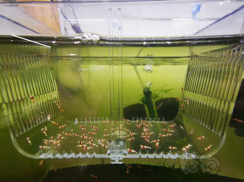 【虾】2023-03-26#RMB拍卖红白幼虾一组100只-图4