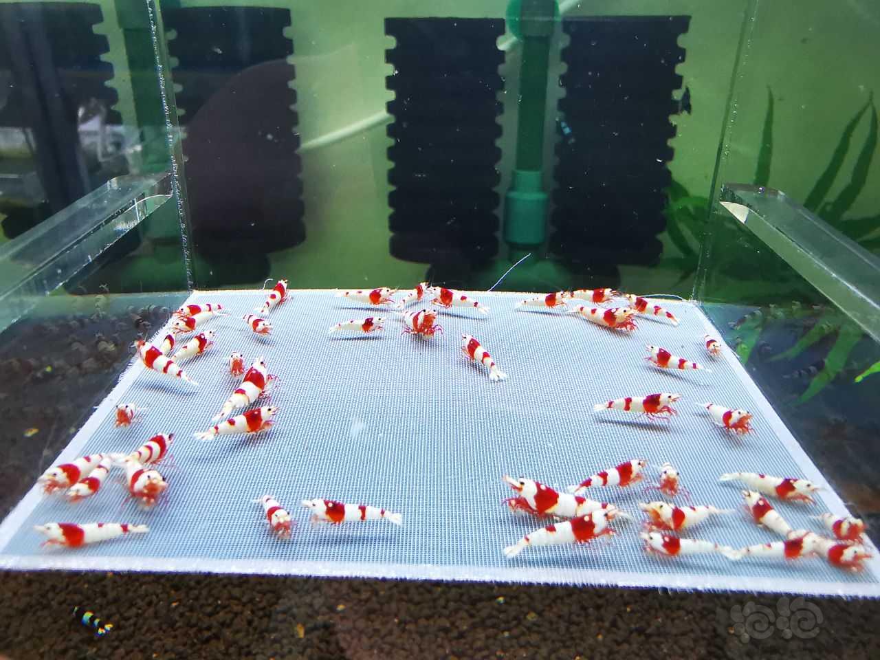 【虾】2023-3-13#RMB拍卖#红白水晶虾一份40只：-图9