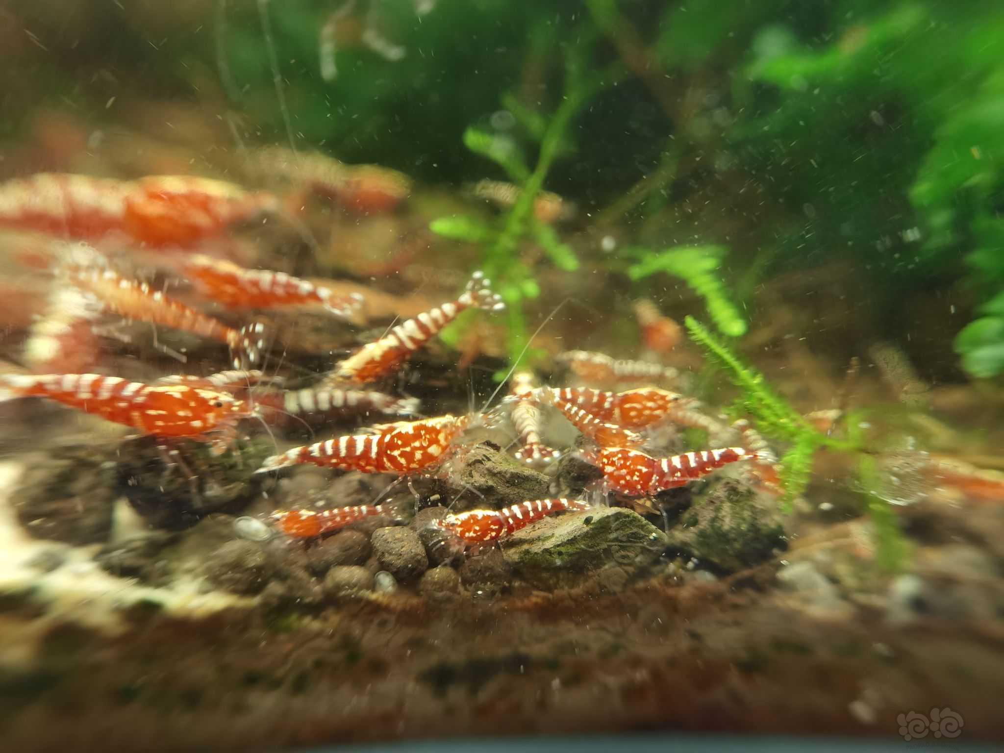 【水晶虾】红银河水晶虾-图4