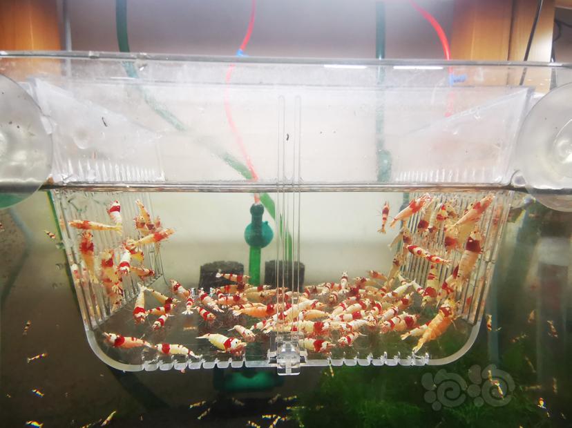 【虾】2023-03-25#RMB拍卖红白成公虾一组100只-图4