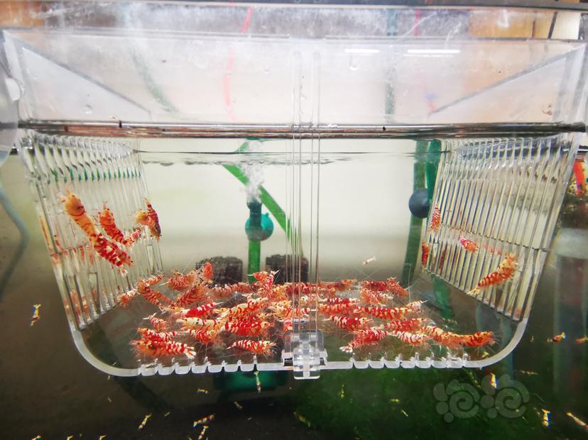 【虾】2023-03-29#RMB拍卖红花虎成公一组70只-图4
