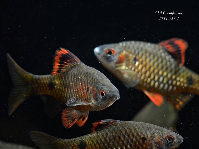 异斑小鲃的美-图2