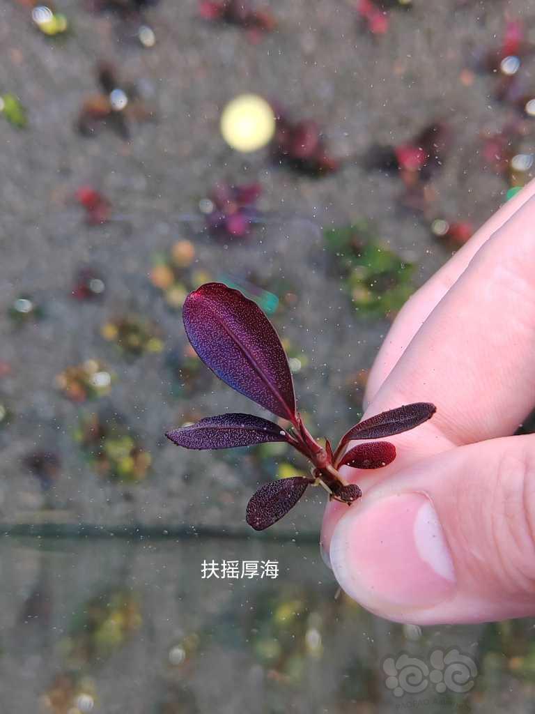 【水草】2023-03-18#RMB拍卖# 卡佩特小头，绿圆，数码玉-图6