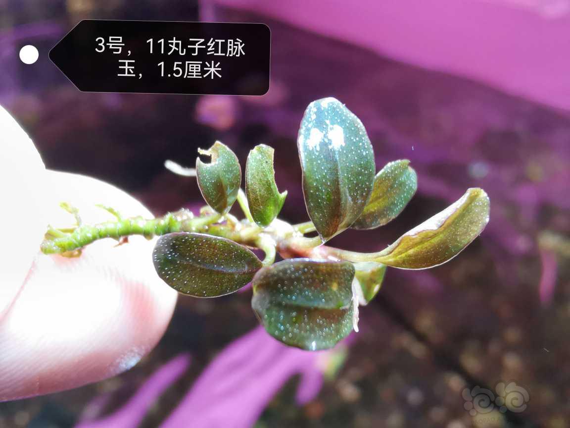 【水草】2023-03-04#RMB拍卖#11丸子红脉玉16厘米-图3