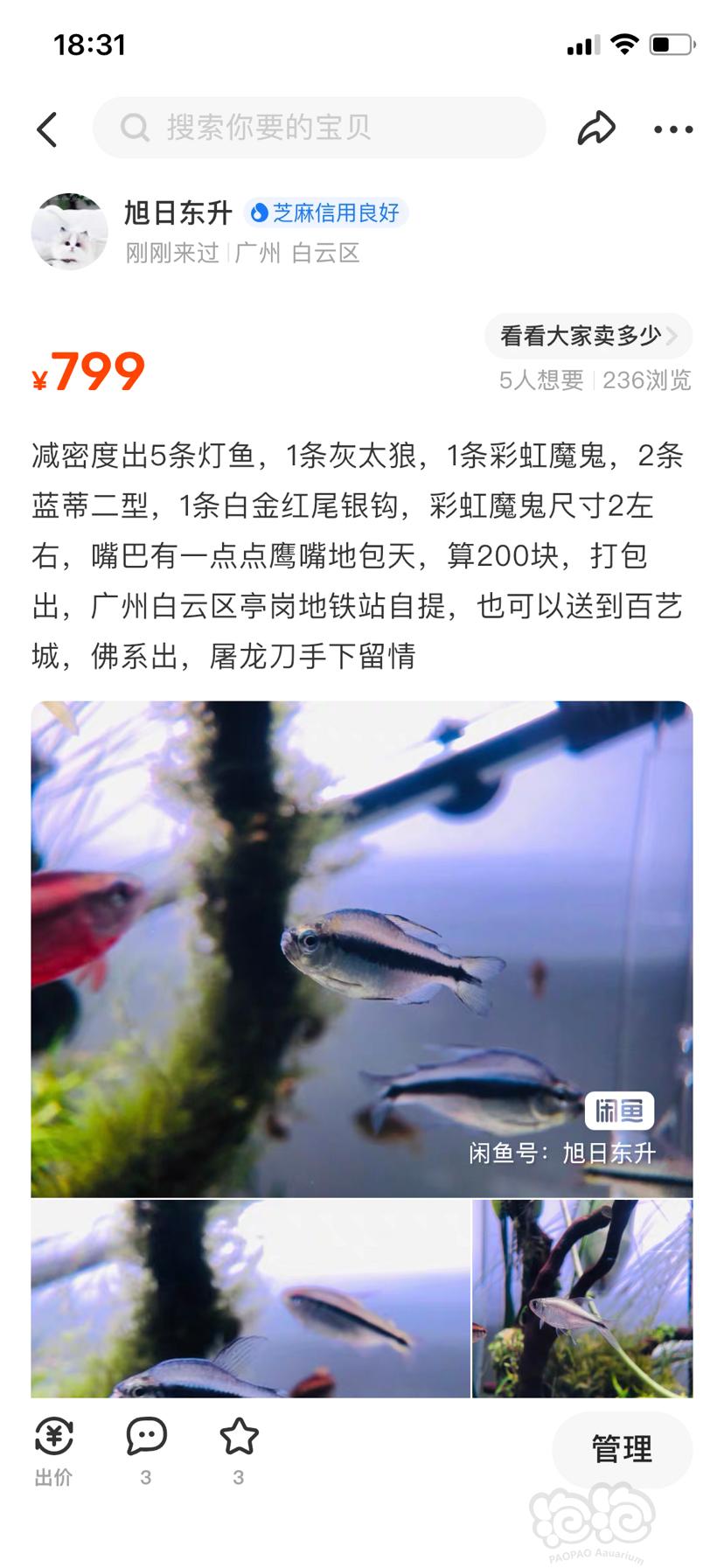 广州白云减密度出灯鱼-图1