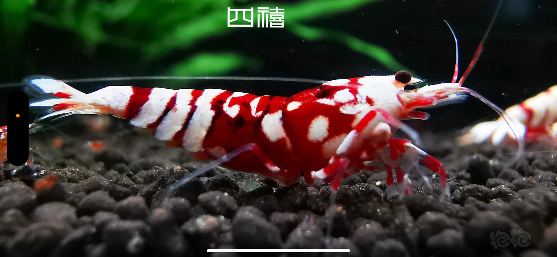 【虾】2023-3-31＃RMB拍卖＃四禧勃艮第系红花虎一对-图3