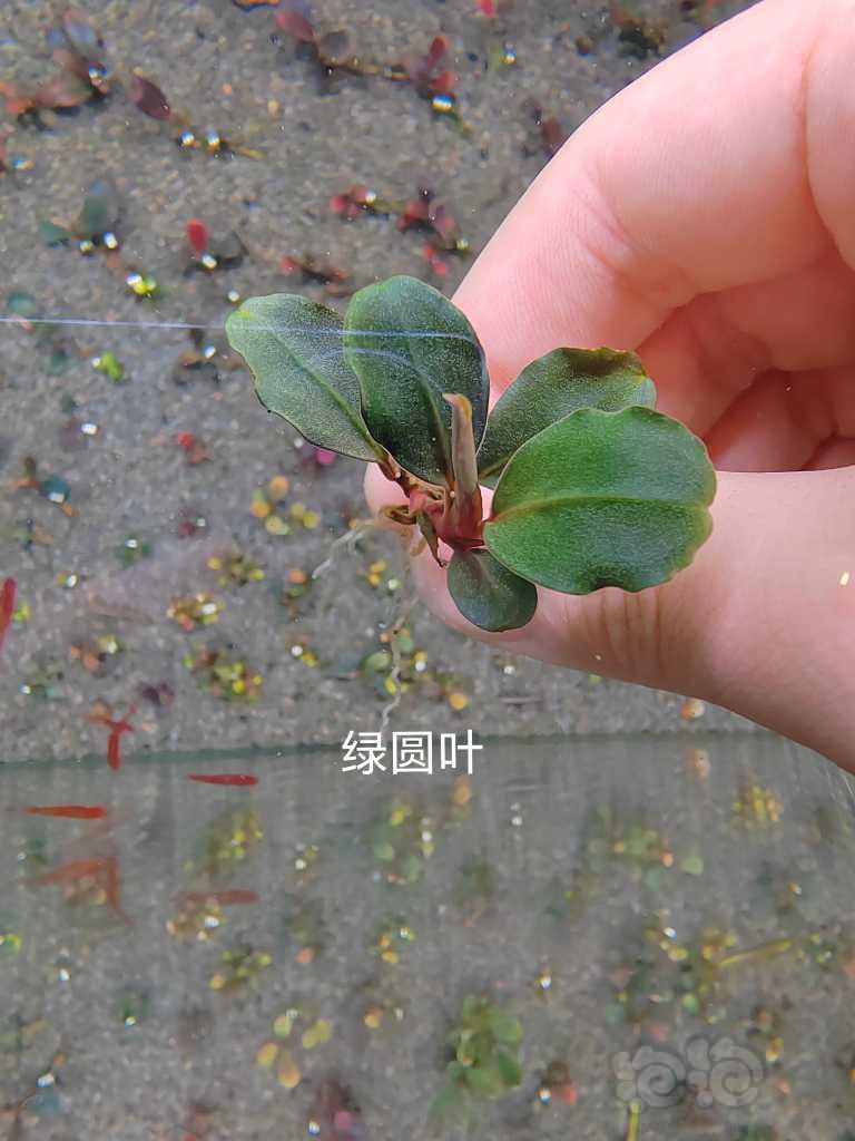 【水草】2023-03-18#RMB拍卖# 卡佩特小头，绿圆，数码玉-图2