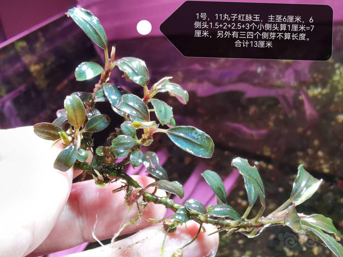 【水草】2023-03-04#RMB拍卖#11丸子红脉玉16厘米-图1