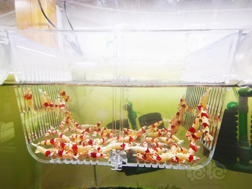 【虾】2023-03-21#RMB拍卖红白成公虾一组100只-图3