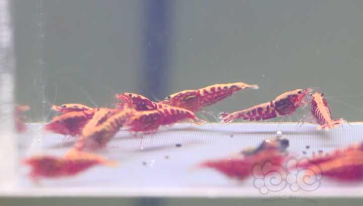 【水晶虾】出一组20只全母红银河-图5