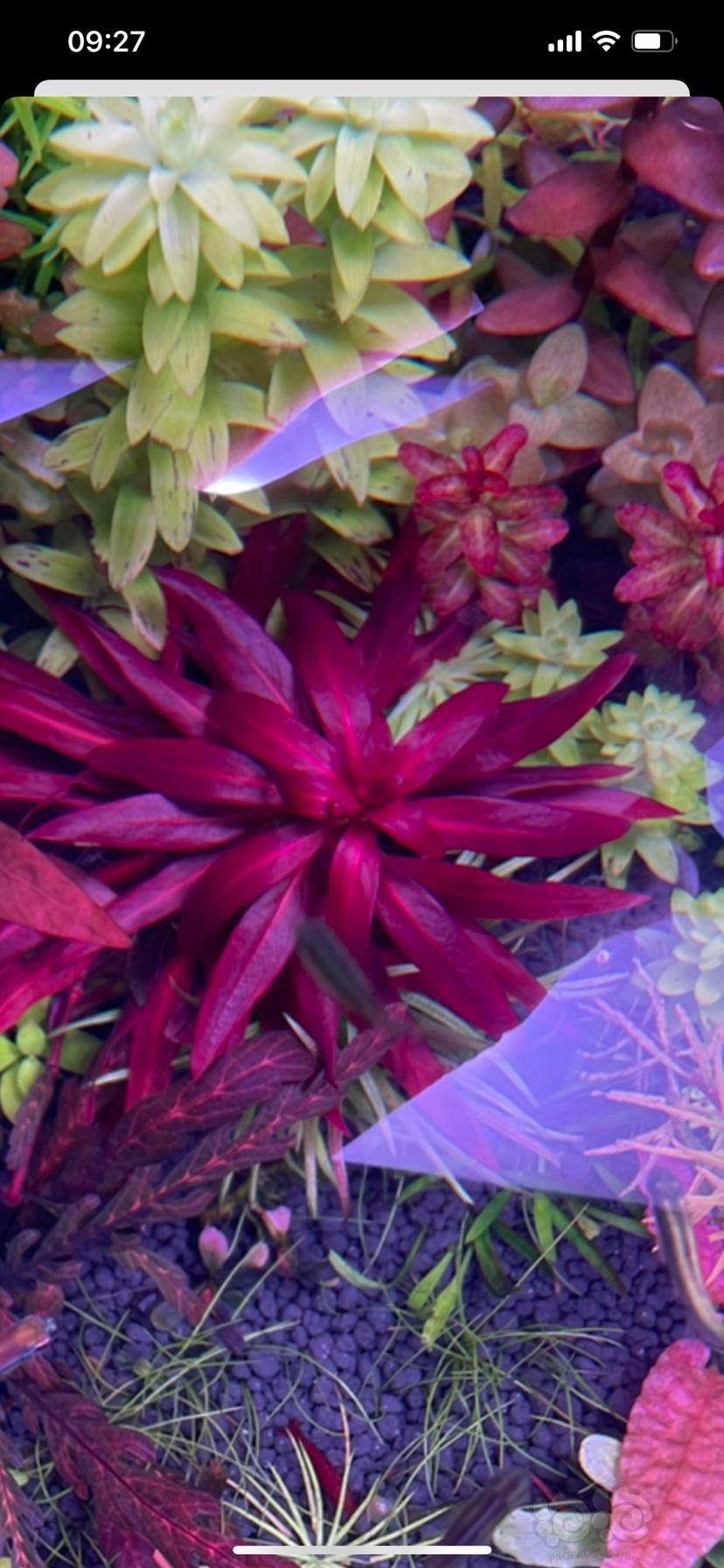 【赠送】送无藻水草！紫红丁香、罗贝里、小圆叶、大红叶等-图1
