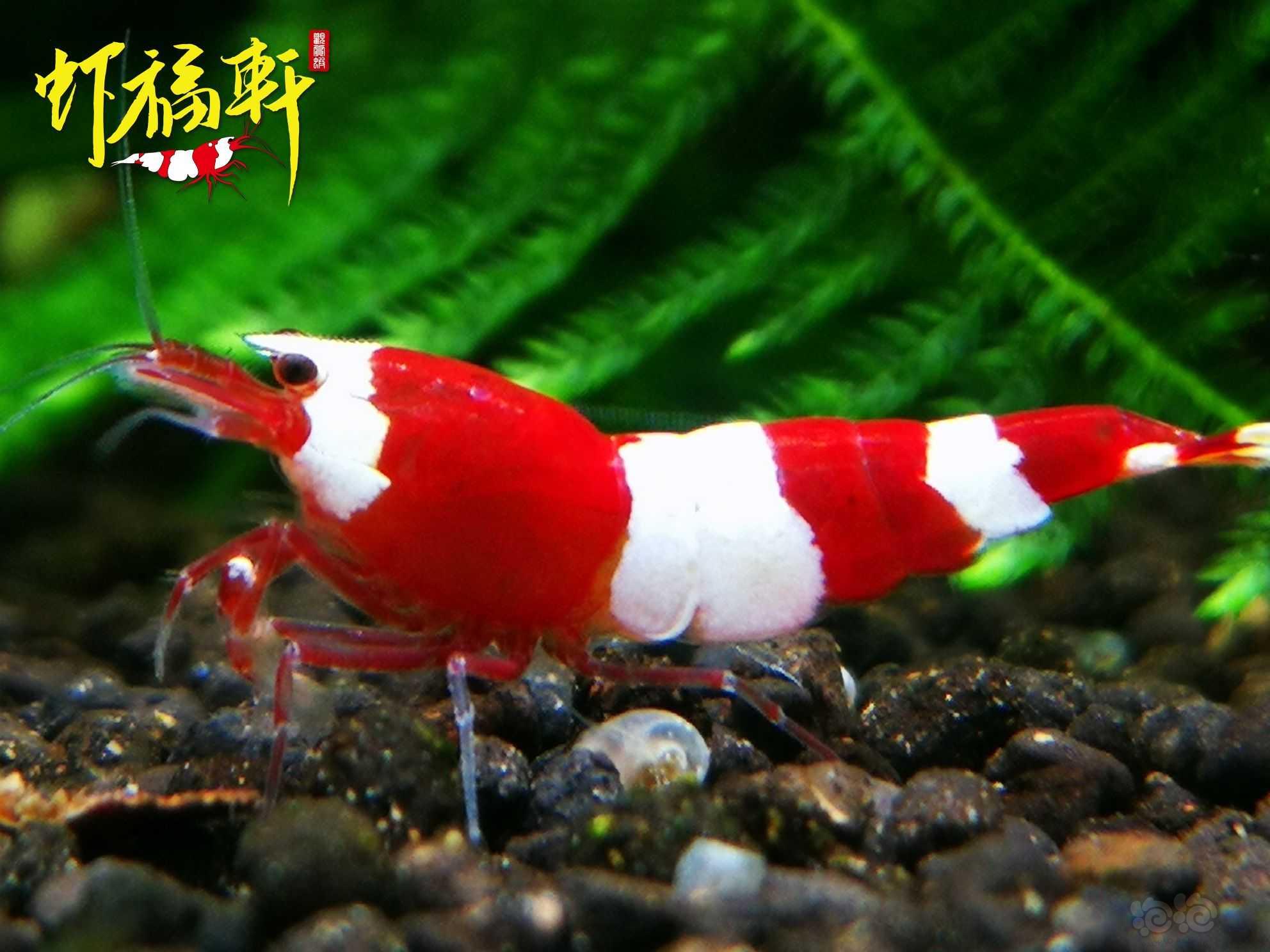 【虾】2023-03-18#RMB拍卖#红白三段亚成2只-图2