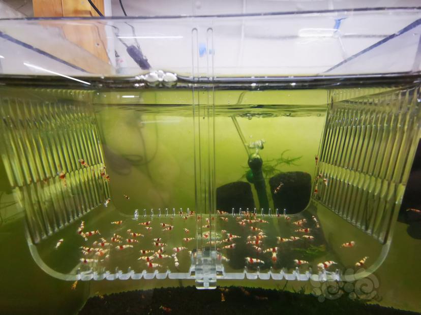 【虾】2023-03-26#RMB拍卖红白幼虾一组100只-图3