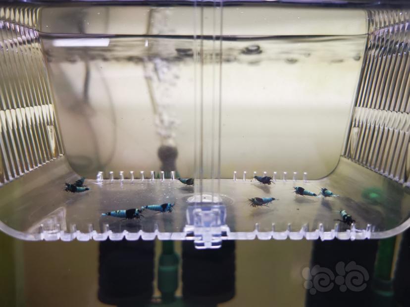 【虾】2023-03-03#RMB拍卖蓝躯幼虾一组100只-图2