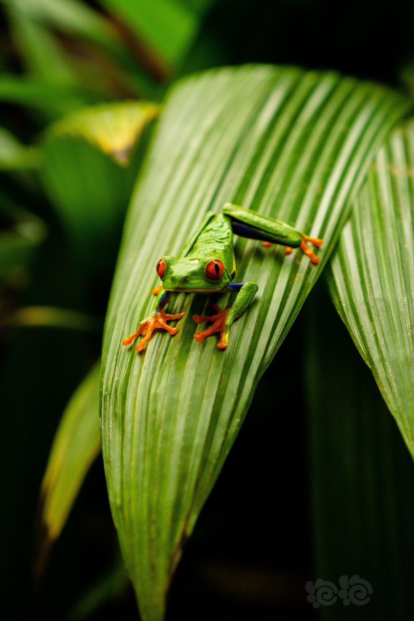 丽红眼蛙，red-eyed tree frog-图6
