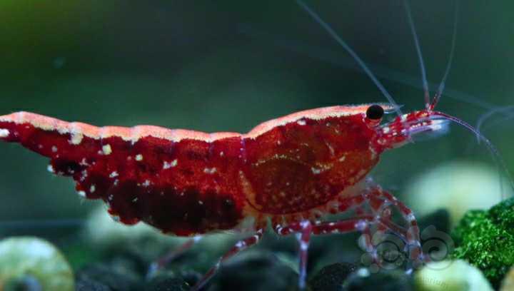 【虾】2023-03-25#RMB拍卖红银河抱卵母虾9只一份-图4