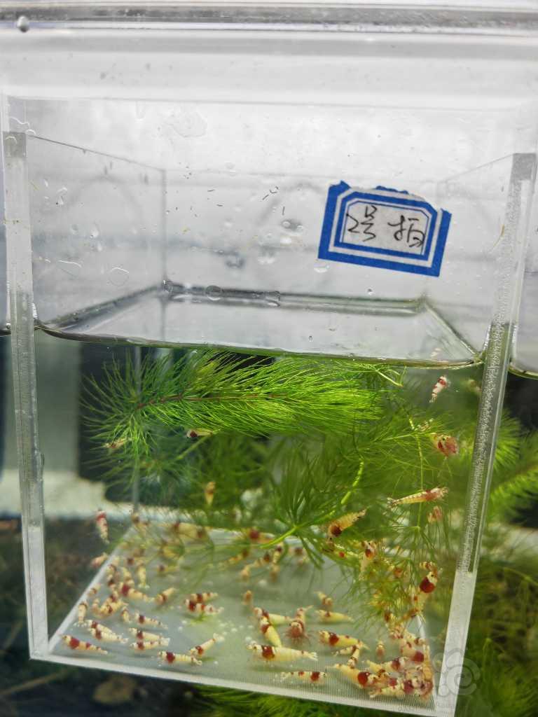 【虾】2023-03-29#RMB拍卖红白幼虾一组100只-图4