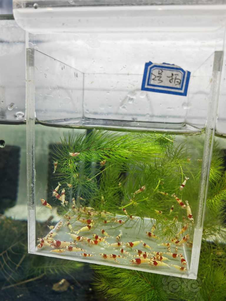 【虾】2023-03-29#RMB拍卖红白幼虾一组100只-图2