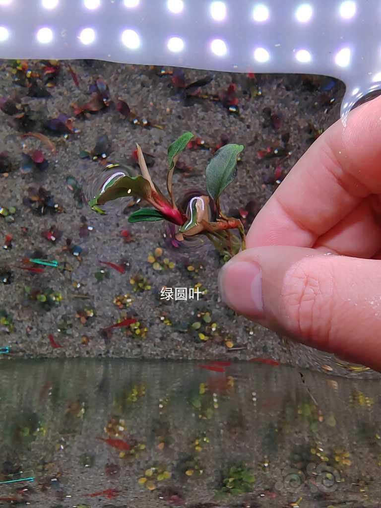 【水草】2023-03-18#RMB拍卖# 卡佩特小头，绿圆，数码玉-图3