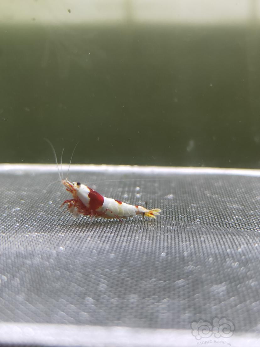 【水晶虾】红白水晶虾种公-图5