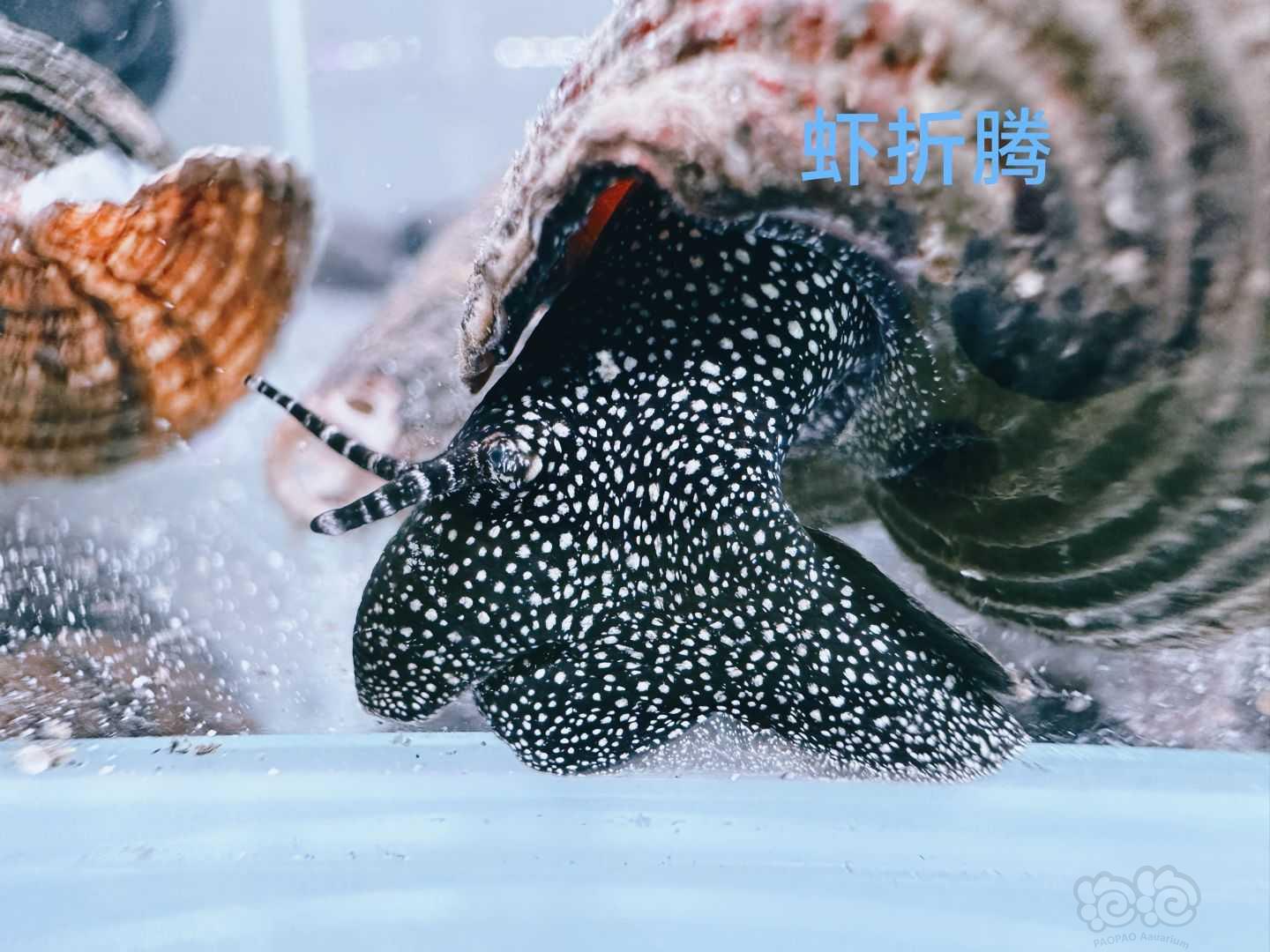 苏螺，苏虾-图1