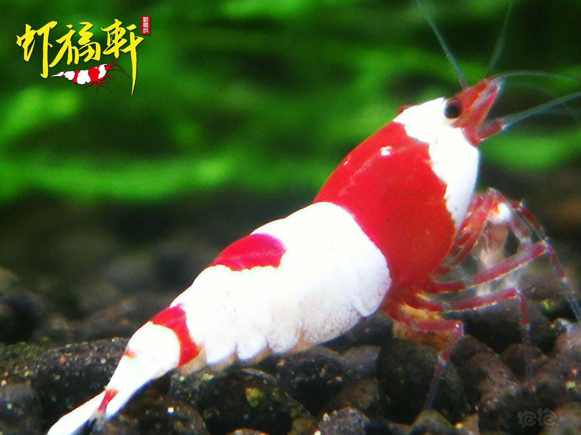 【虾】2023-04-19#RMB拍卖#红白丸子6只-图4