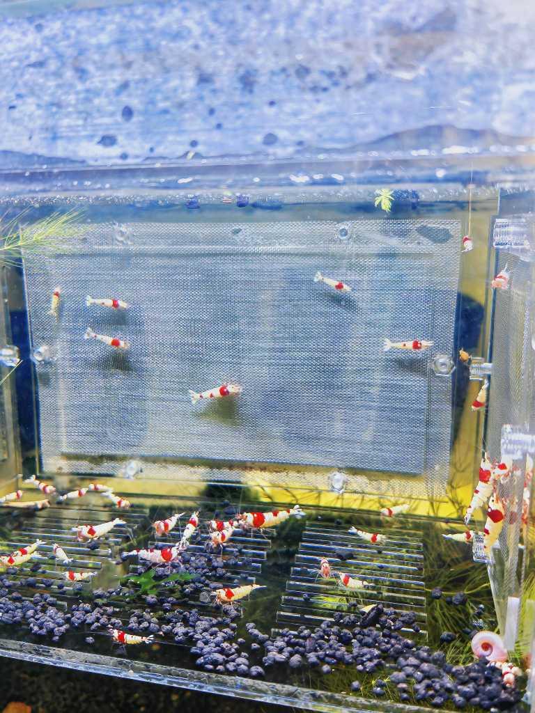 【虾】2023-04-11#RMB拍红白水晶虾60只-图3