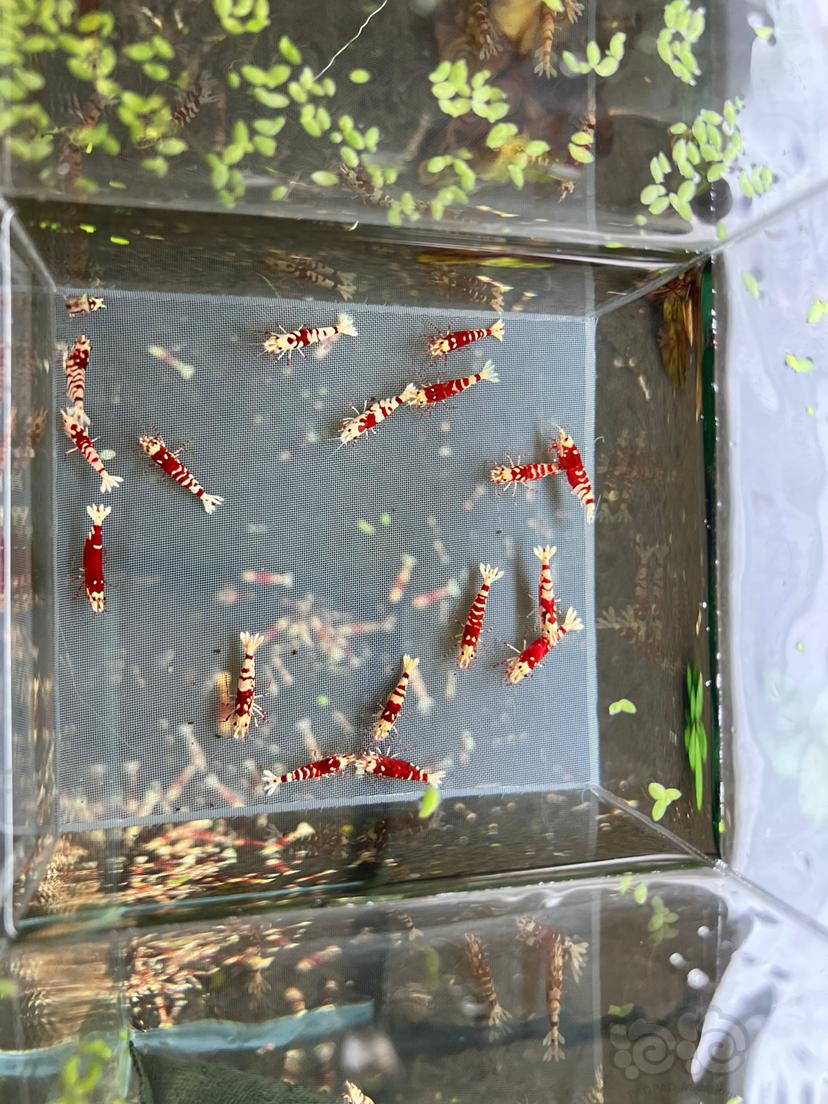 【虾】2023-04-02#RMB拍卖红花虎纯母一份18只-图1