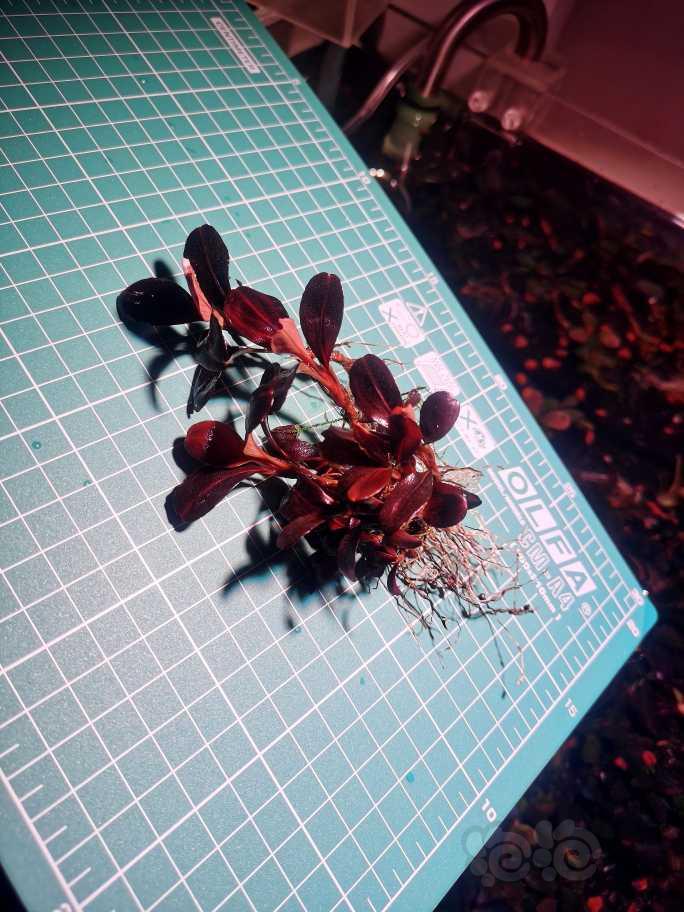 【辣椒榕】一丛玄武海和 一堆渣渣头-图4