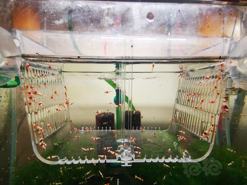 【虾】2023-04-05#RMB拍卖红白幼虾一组100只-图1