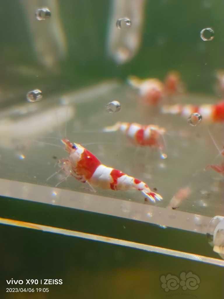 【水晶虾】【出售】纯血红白繁殖组15母5公
【份数】一份20只-图8