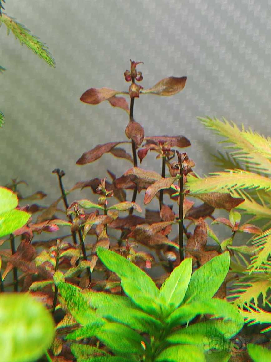 紫红丁香卷叶，生长缓慢，缩顶-图1