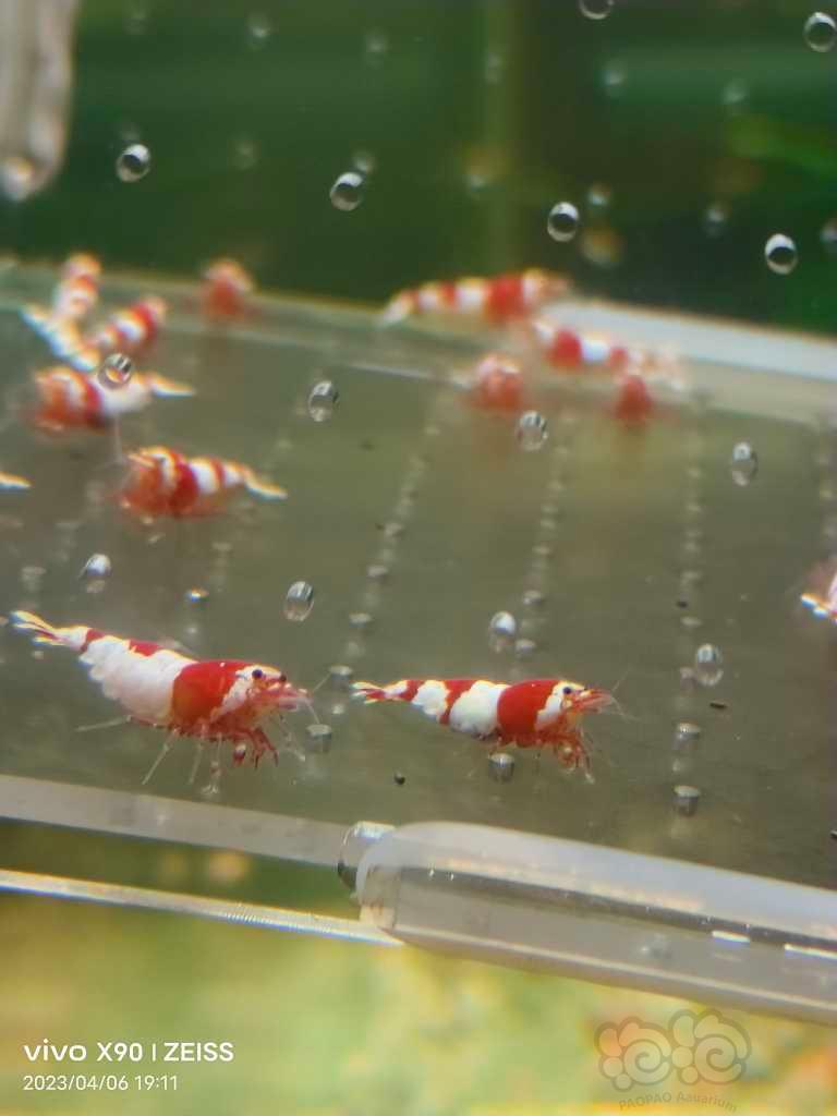 【水晶虾】【出售】纯血红白繁殖组15母5公
【份数】一份20只-图4