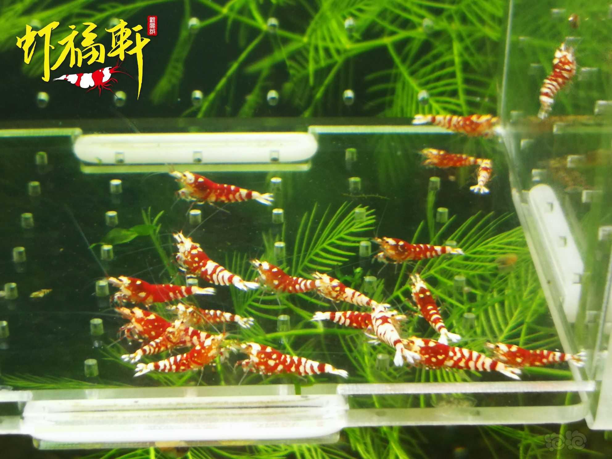【虾】2023-04-17#RMB拍卖#红花虎苗20只-图1