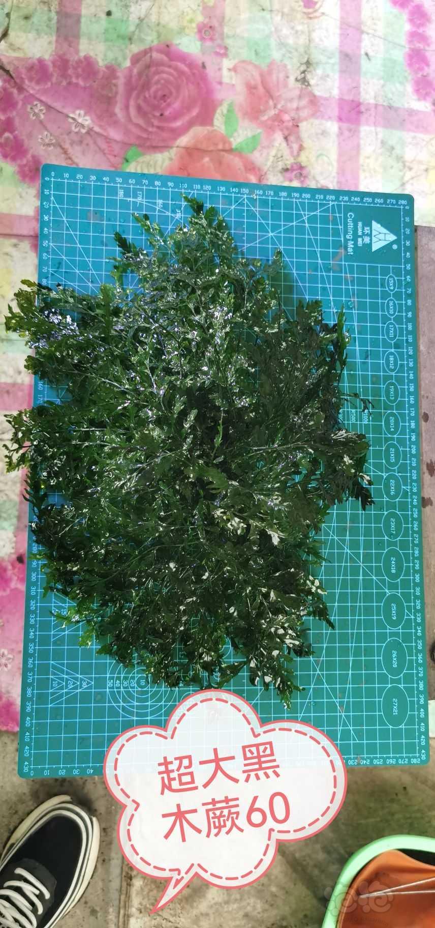 【出售】矮黑木蕨，细叶铁，美凤莫斯，珊瑚莫斯-图7