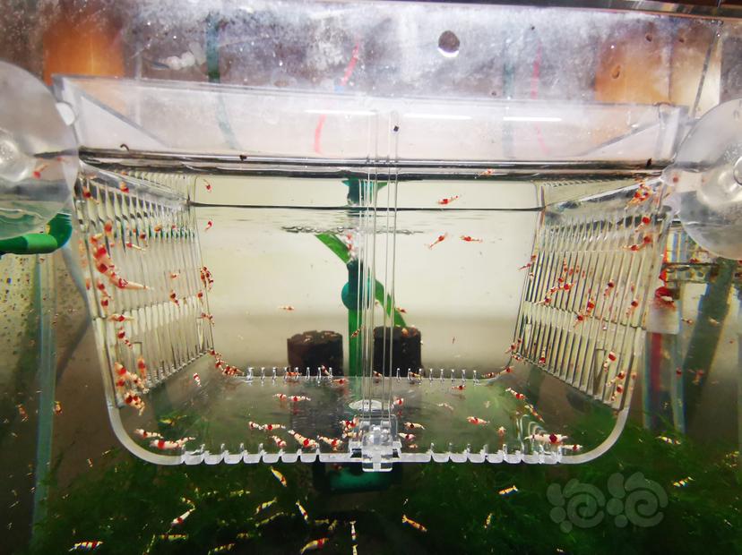 【虾】2023-04-05#RMB拍卖红白幼虾一组100只-图4