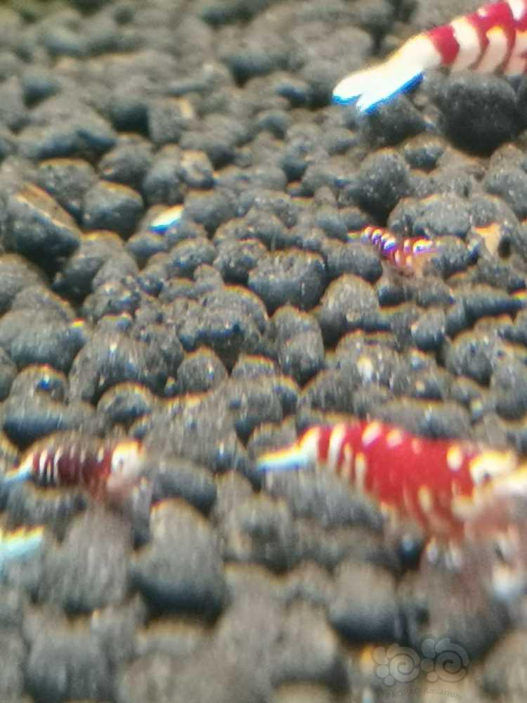 红花虎小虾有几只颜色挺深的-图3