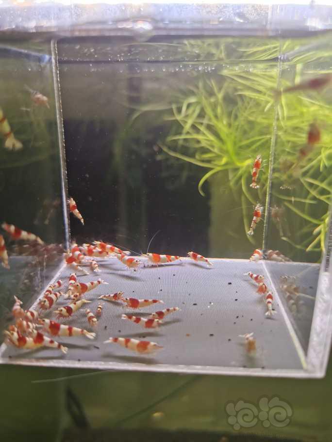 【虾】2023-04-21#RMB拍卖红白水晶虾40只-图3