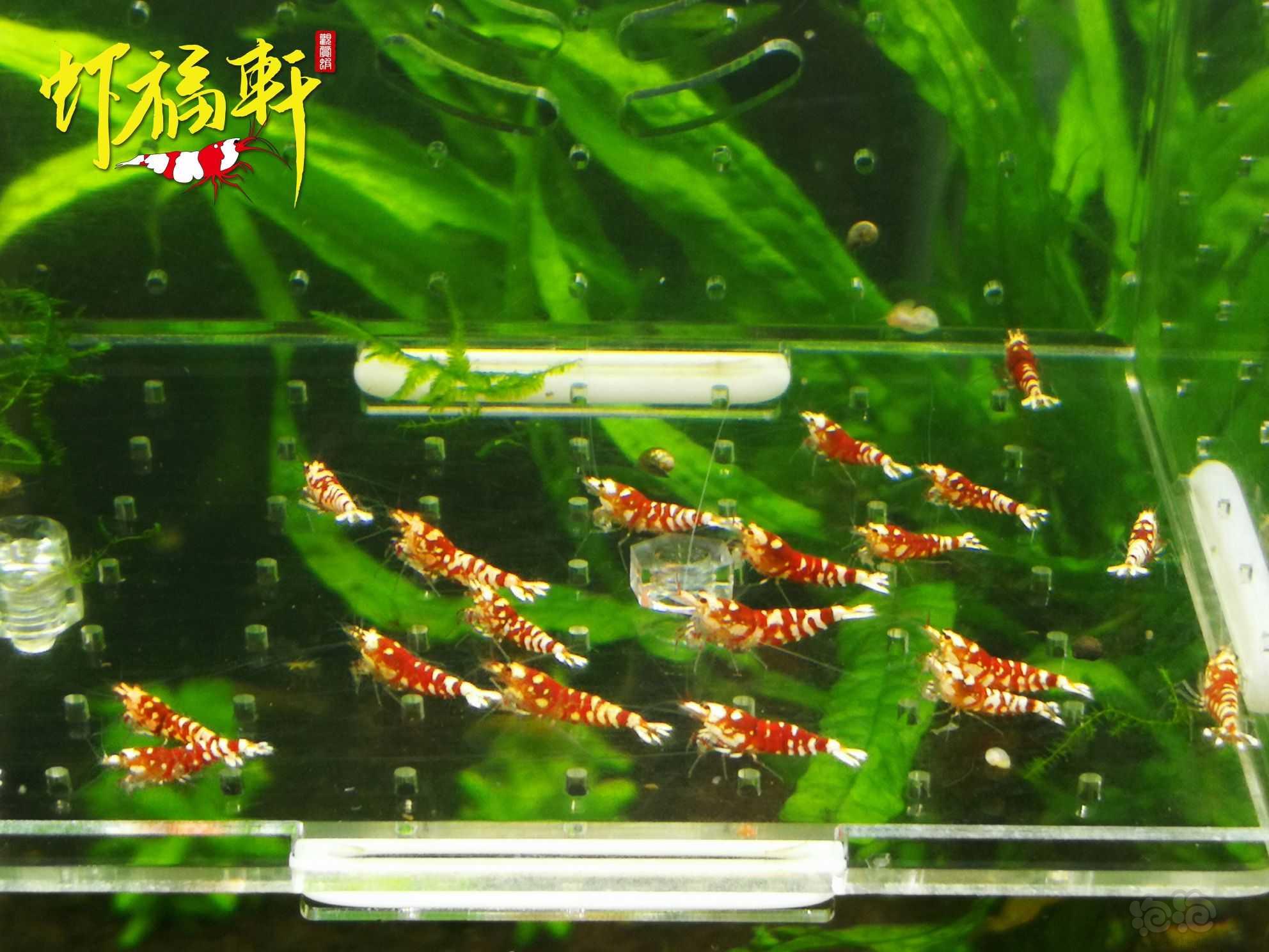 【虾】2023-04-15#RMB拍卖#红花虎苗20只-图1