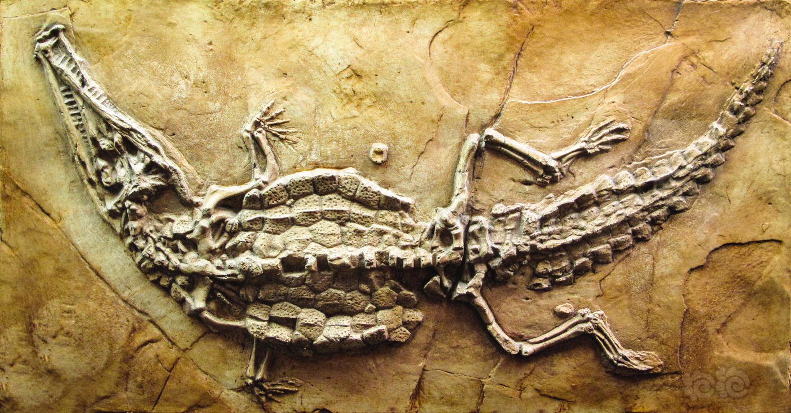 鳄鱼化石-图1